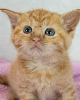 Domestic Short Hair and Tabby Cats Available for Adoption in Kennesaw, Georgia - Lauderdale | PetCurious