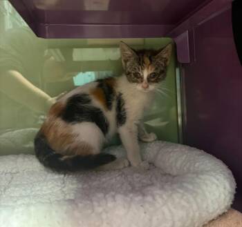 KAIA* -  Domestic Short Hair Cat for Adoption in Santa Cruz, California - KAIA* | PetCurious