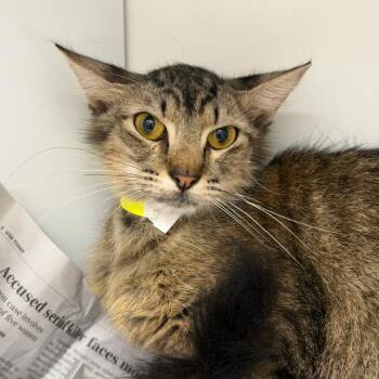 Lyric (20) -  Domestic Short Hair Cat for Adoption in Marshall, Texas - Lyric (20) | PetCurious