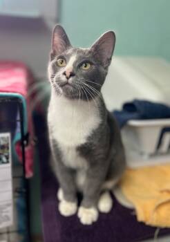 Rescue Domestic Short Hair Cats for Adoption in Hampton, Virginia - Wickham | PetCurious