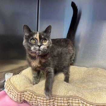 Domestic Short Hair Cats Available for Adoption - Darla | PetCurious