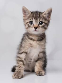 Sticky Toffee Pudding -  Torbie Cat for Adoption in Kenhorst, Pennsylvania - Sticky Toffee Pudding | PetCurious