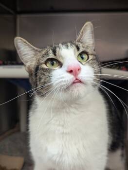 Rescue Domestic Short Hair Cats for Adoption in Santa Rosa, California - Kiara | PetCurious