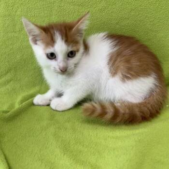 Doodle -  Domestic Short Hair Cat for Adoption in Valdosta, Georgia - Doodle | PetCurious