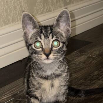 Frida -  Domestic Short Hair Cat for Adoption in Liverpool, Texas - Frida | PetCurious