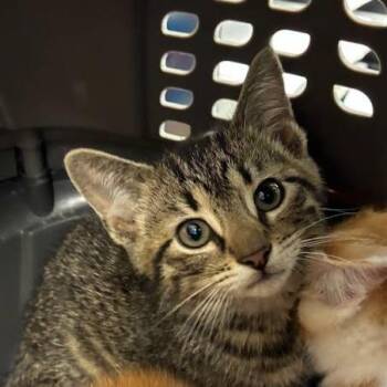 Diego -  Domestic Short Hair Cat for Adoption in Jeffersonville, Indiana - Diego | PetCurious