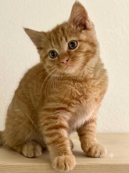 Teddy -  Domestic Short Hair Cat for Adoption in Johnson City, Tennessee - Teddy | PetCurious