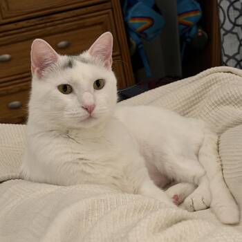Yukon (Yuki) -  Domestic Short Hair Cat for Adoption in Chicago, Illinois - Yukon (Yuki) | PetCurious