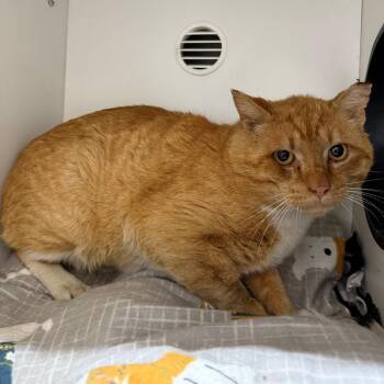 Marmalade -  Domestic Short Hair Cat for Adoption in Branford, Connecticut - Marmalade | PetCurious