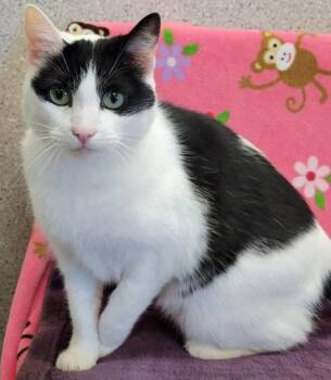 Shelly -  Domestic Short Hair Cat for Adoption in Eugene, Oregon - Shelly | PetCurious