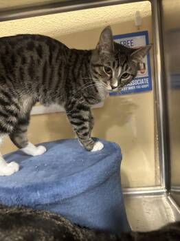 Rescue Domestic Short Hair Cats for Adoption in Missoula, Montana - Elsie | PetCurious