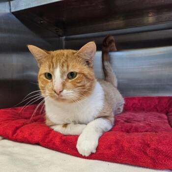 Rescue Domestic Short Hair Cats for Adoption in Hilton Head Island, South Carolina - Bulldozer | PetCurious