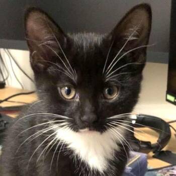 MR. MEW -  Domestic Short Hair Cat for Adoption in Delhi, Ontario - MR. MEW | PetCurious