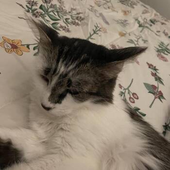 Suki -  Domestic Medium Hair Cat Available for Adoption in Harrisonburg, Virginia - Suki | PetCurious