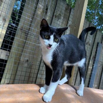 Sushi Nori -  Domestic Short Hair Cat for Adoption in Homestead, Florida - Sushi Nori | PetCurious