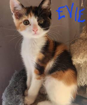 Evie -  Domestic Short Hair Cat for Adoption in Sonora, California - Evie | PetCurious