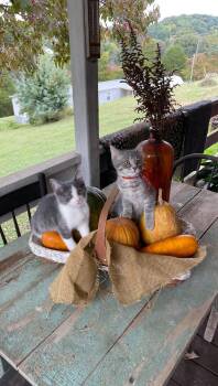 Thunder & Puddle -  Domestic Short Hair Cat for Adoption in Cosby, Tennessee - Thunder & Puddle | PetCurious