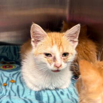 Paint By Numbers -  Domestic Short Hair Cat for Adoption in Morganton, North Carolina - Paint By Numbers | PetCurious