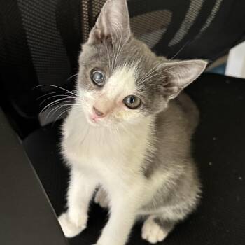 Mullin -  Domestic Short Hair Cat for Adoption in Powdersville, South Carolina - Mullin | PetCurious