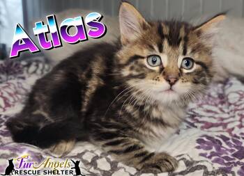 Domestic Long Hair Cats Available for Adoption in Ottawa Hills, Ohio - Atlas | PetCurious