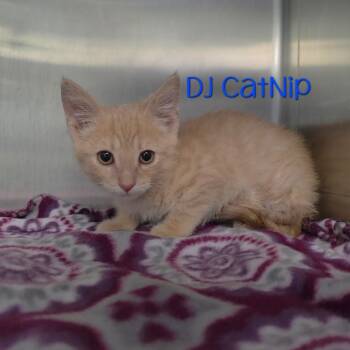 DJ Catnip -  Domestic Short Hair Cat for Adoption in Parkersburg, West Virginia - DJ Catnip | PetCurious