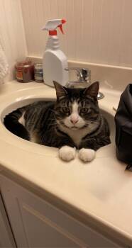 Tupac -  Domestic Short Hair Cat for Adoption in Milton, Delaware - Tupac | PetCurious