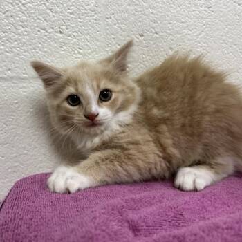 SVAS-Stray-39260 -  Domestic Medium Hair Cat for Adoption in Lyndhurst, Virginia - SVAS-Stray-39260 | PetCurious