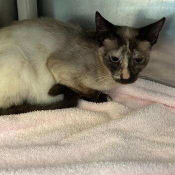FLORA -  Siamese and Domestic Short Hair Cat for Adoption in Alameda, California - FLORA | PetCurious