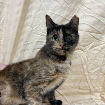 Alexabeth -  Domestic Short Hair Cat for Adoption in Lyndhurst, Virginia - Alexabeth | PetCurious
