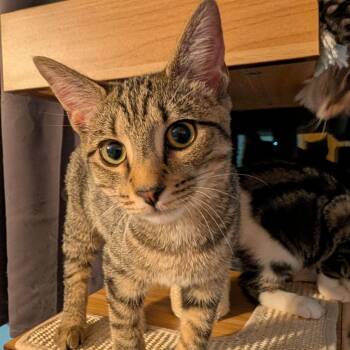 Annabelle -  Domestic Short Hair Cat for Adoption in Hudsonville, Michigan - Annabelle | PetCurious