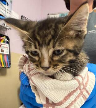 Leaf -  Domestic Short Hair Cat for Adoption in Vancouver, Washington - Leaf | PetCurious