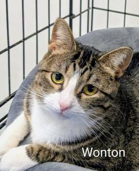 Domestic Short Hair Cats Available for Adoption in Colfax, Iowa - Wonton | PetCurious