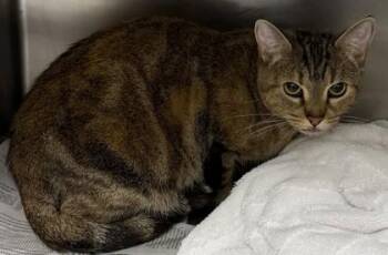 Cotow -  Domestic Short Hair Cat for Adoption in Chamblee, Georgia - Cotow | PetCurious