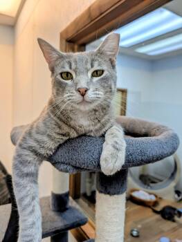 Nemo -  Domestic Short Hair Cat for Adoption in Decatur, Illinois - Nemo | PetCurious
