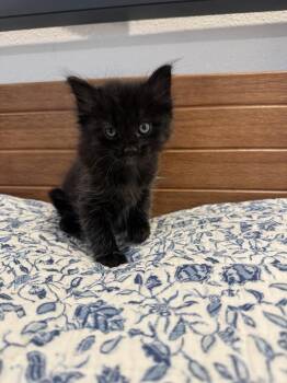 Pluto -  Domestic Long Hair and Domestic Medium Hair Cat for Adoption in Dallas, Texas - Pluto | PetCurious