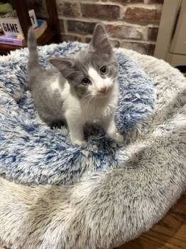 Sean -  Domestic Medium Hair Cat for Adoption in Houston, Texas - Sean | PetCurious