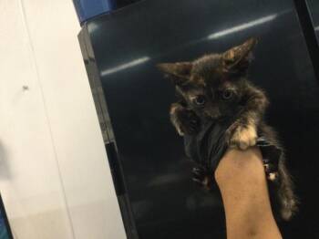 Domestic Short Hair Cats Available for Adoption in Thousand Palms, California - A1917897 | PetCurious