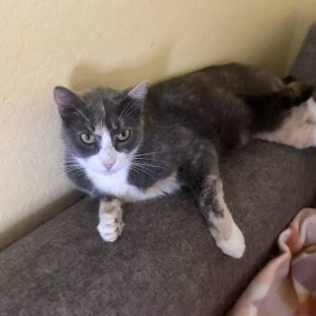 Sage -  Dilute Calico Cat for Adoption in Phoenix, Arizona - Sage | PetCurious