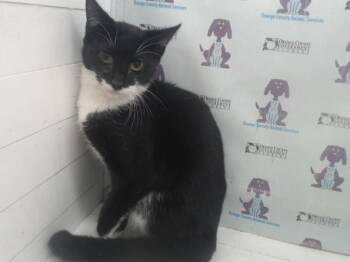 Domestic Short Hair Cats Available for Adoption in Orlando, Florida - TEDCOOPER | PetCurious