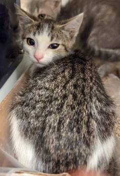 Doc -  Domestic Short Hair Cat for Adoption in Fresno, California - Doc | PetCurious