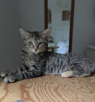Flamingo -  Tabby Cat for Adoption in Ocala, Florida - Flamingo | PetCurious