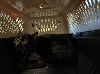 Domestic Short Hair Cats Available for Adoption in Oklahoma City, Oklahoma - A474135 | PetCurious