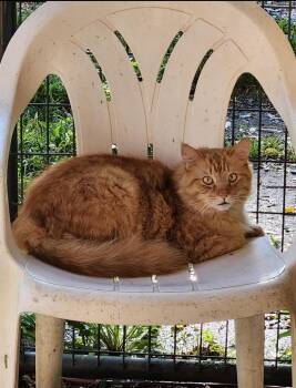 Cornelius (Corny for short) -  Domestic Short Hair Cat for Adoption in Howell, Michigan - Cornelius (Corny For Short) | PetCurious