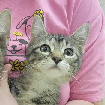Destiny -  Domestic Short Hair Cat for Adoption in Milan, Illinois - Destiny | PetCurious