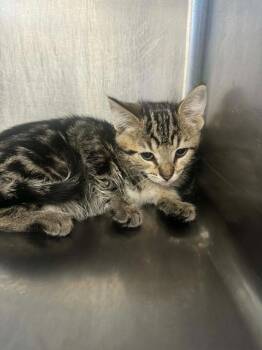 Domestic Short Hair Cats Available for Adoption in Marion, Ohio - Ruby | PetCurious