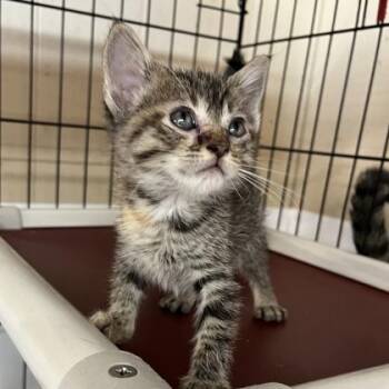 Tahnee -  Domestic Short Hair Cat for Adoption in Cincinnati, Ohio - Tahnee | PetCurious