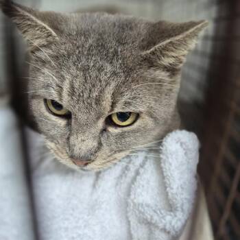 Domestic Short Hair Cats Available for Adoption - MR MOUTHY | PetCurious