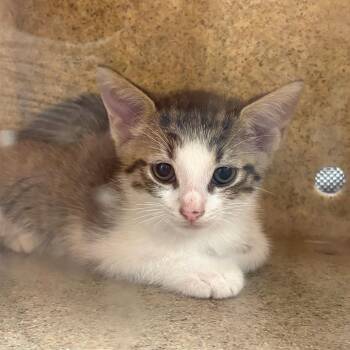 Weaver -  Domestic Short Hair Cat for Adoption in Philadelphia, Pennsylvania - Weaver | PetCurious