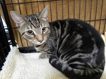 TIGER -  Domestic Short Hair Cat Available for Adoption in Southbury, Connecticut - TIGER | PetCurious