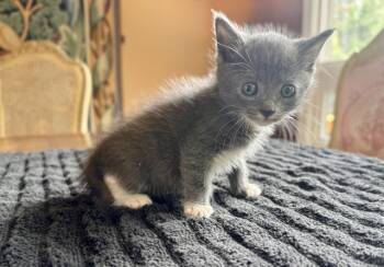 Rescue Domestic Short Hair Cats for Adoption in Colorado Springs, Colorado - RON SWANSON | PetCurious